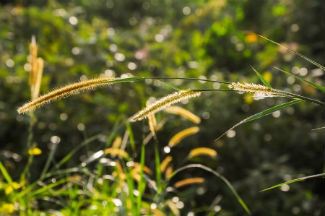 Cattail plants in nature