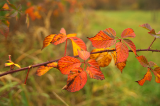 red leaves on a tree